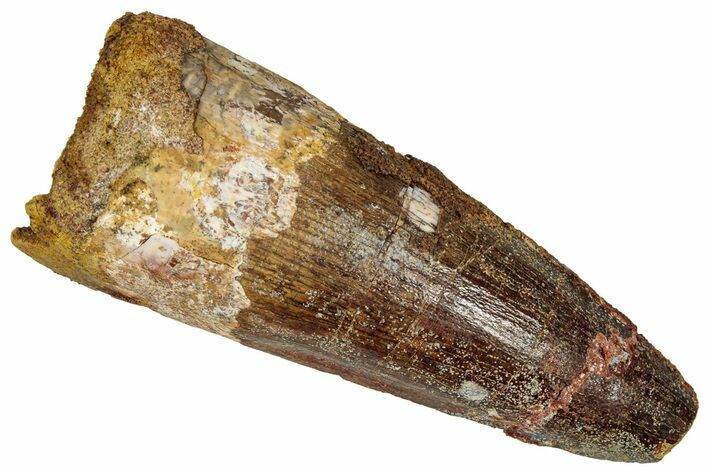 Fossil Spinosaurus Tooth - Real Dinosaur Tooth #360123